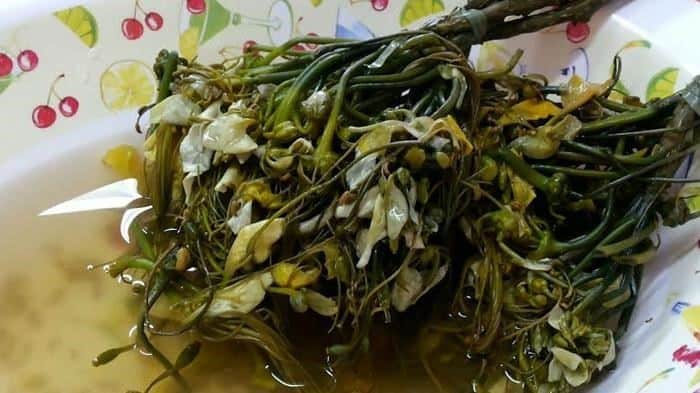 Sayur Kambang Tigarun