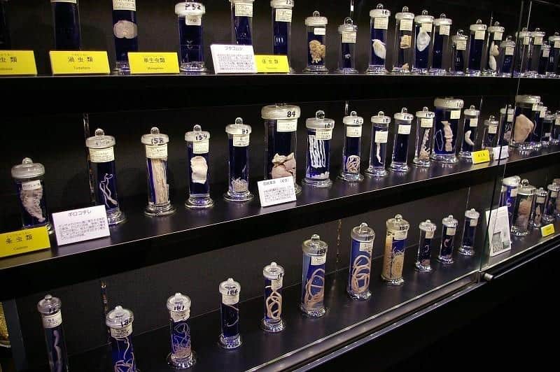Meguro Parasite Museum (Tokyo, Jepang)