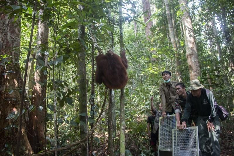 Taman Nasional Bukit Baka Bukit Raya (Kalbar)