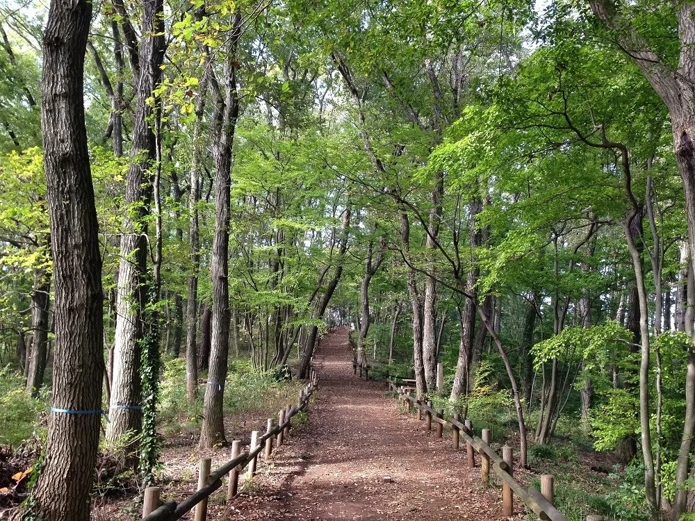 Bukit Sayama – My Neighbor Totoro (1988)