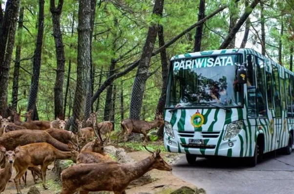 Wahana Terbaik di Taman Safari yang Wajib Dijajal