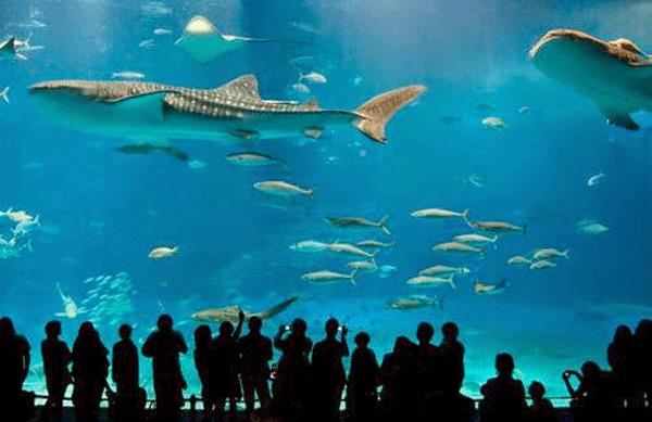 Aquarium of Western Australia