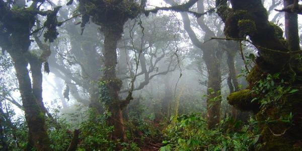 10 Hutan Terindah dan Paling Menakjubkan di Dunia 5