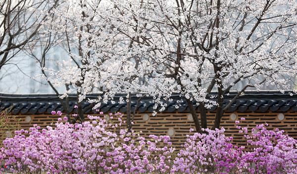 Musim Semi di Korea