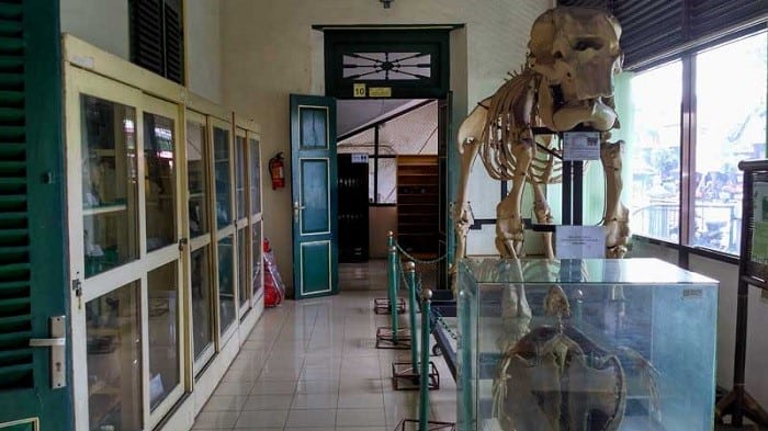 Museum Biologi (Copy)