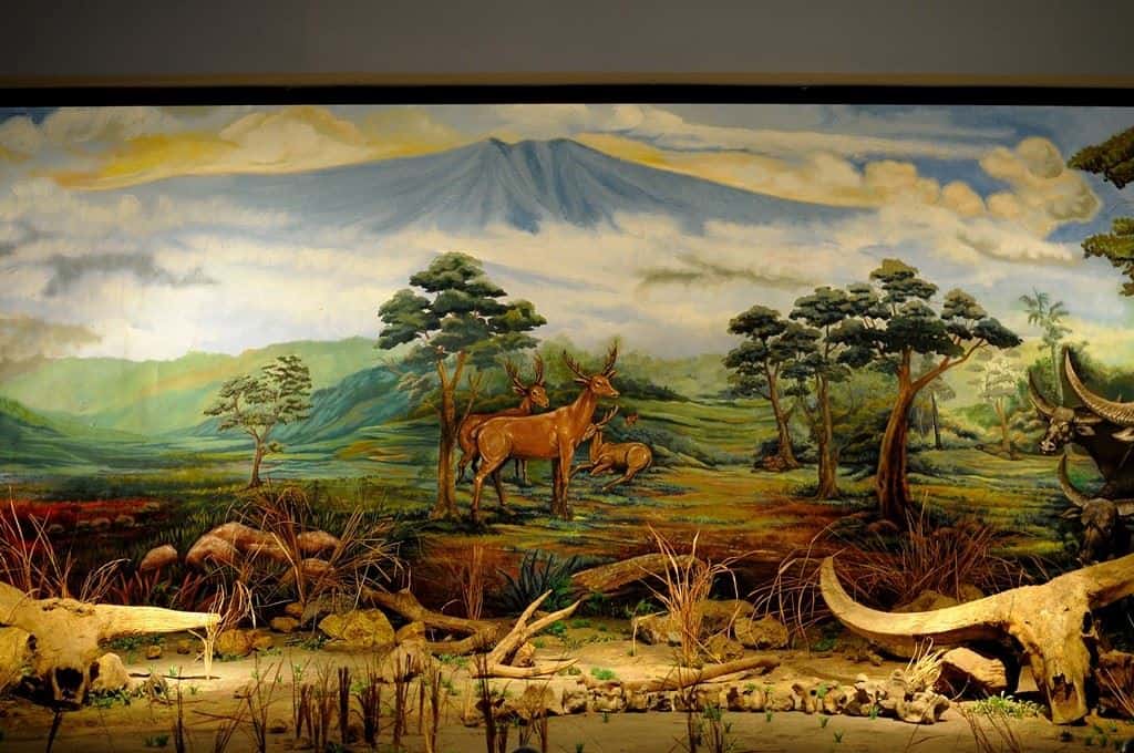 Museum Fosil Sangiran