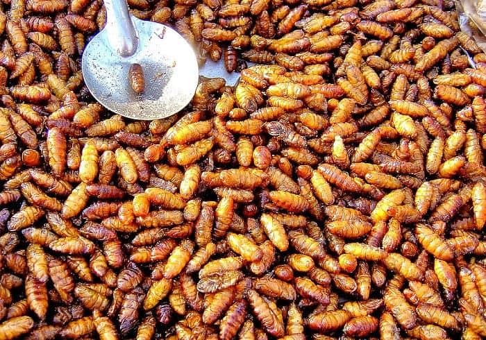 Fried Worms