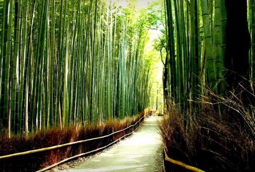 arashiyma bamboo grove pemandangan alam terindah di jepang
