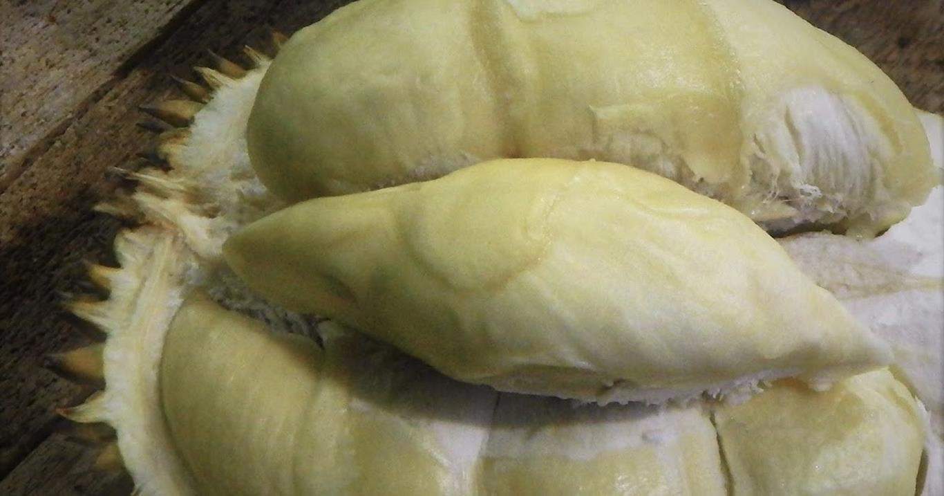 Durian Perwira (Copy)