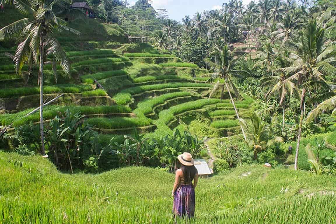 Tegallalang Rice Terrace (Copy)