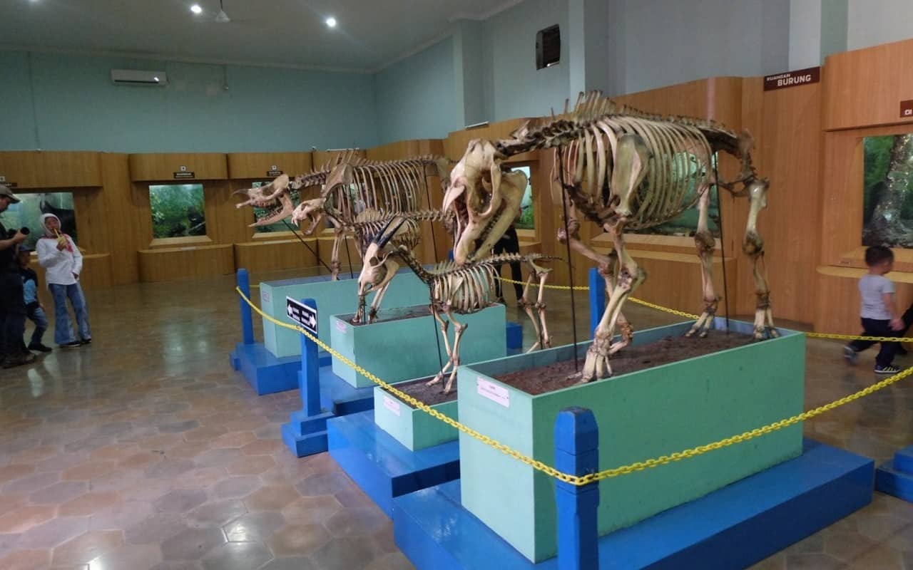 Museum Zoologi