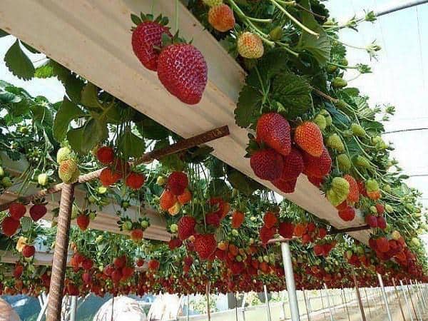 Kebun Strawberry Bedugul