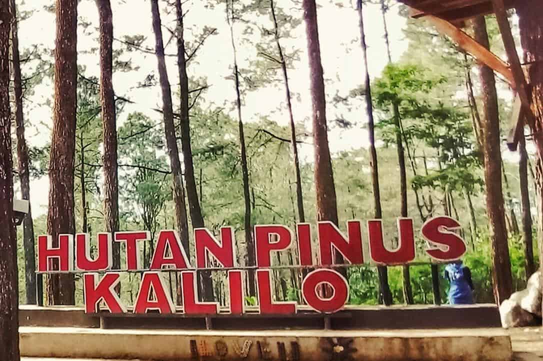 Hutan Pinus Kalilo