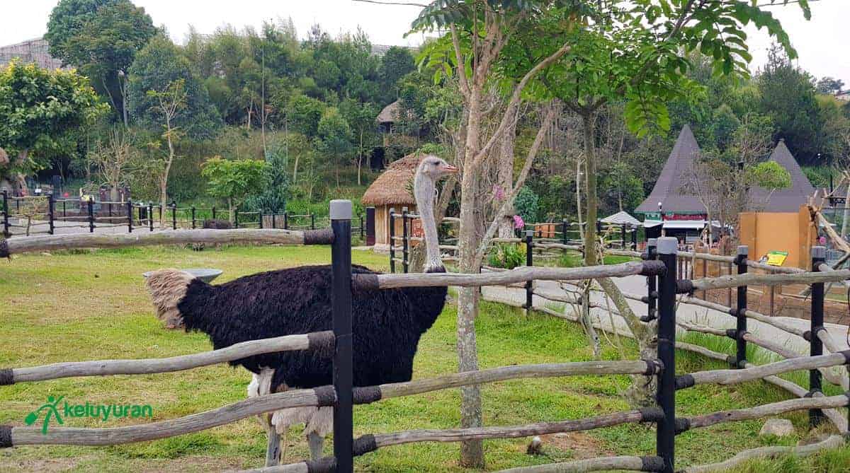 Lembang Park & Zoo, Tempat Wisata Keluarga yang Menarik!