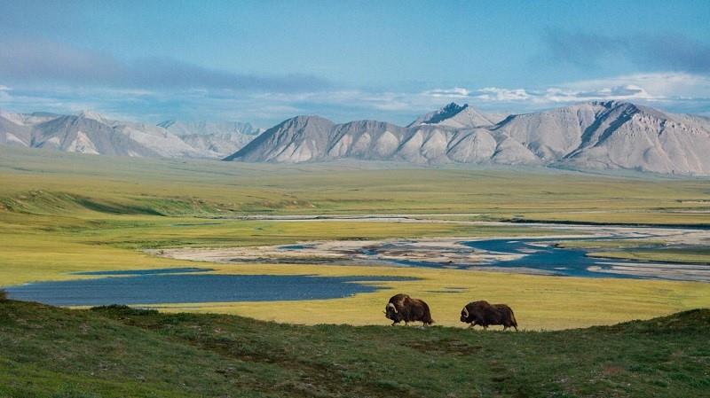 Taman Nasional Arctic National Wildlife Refuge – Alaska, Amerika Serikat