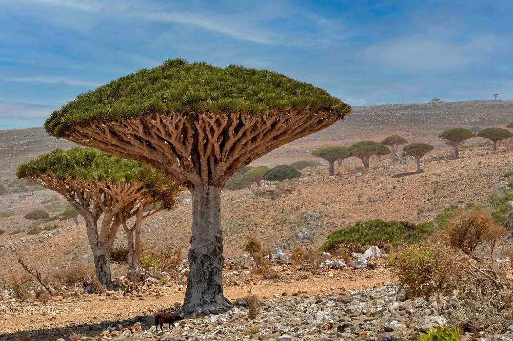 Kepulauan Socotra