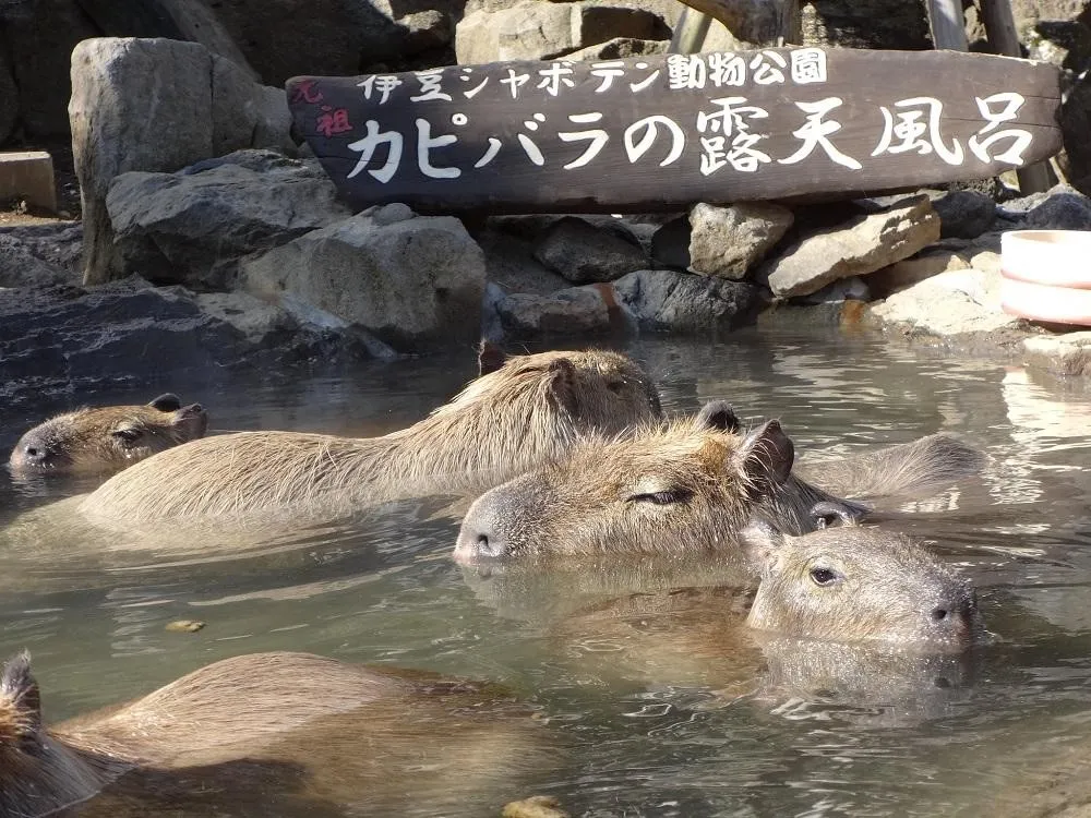 Capybara Onsen