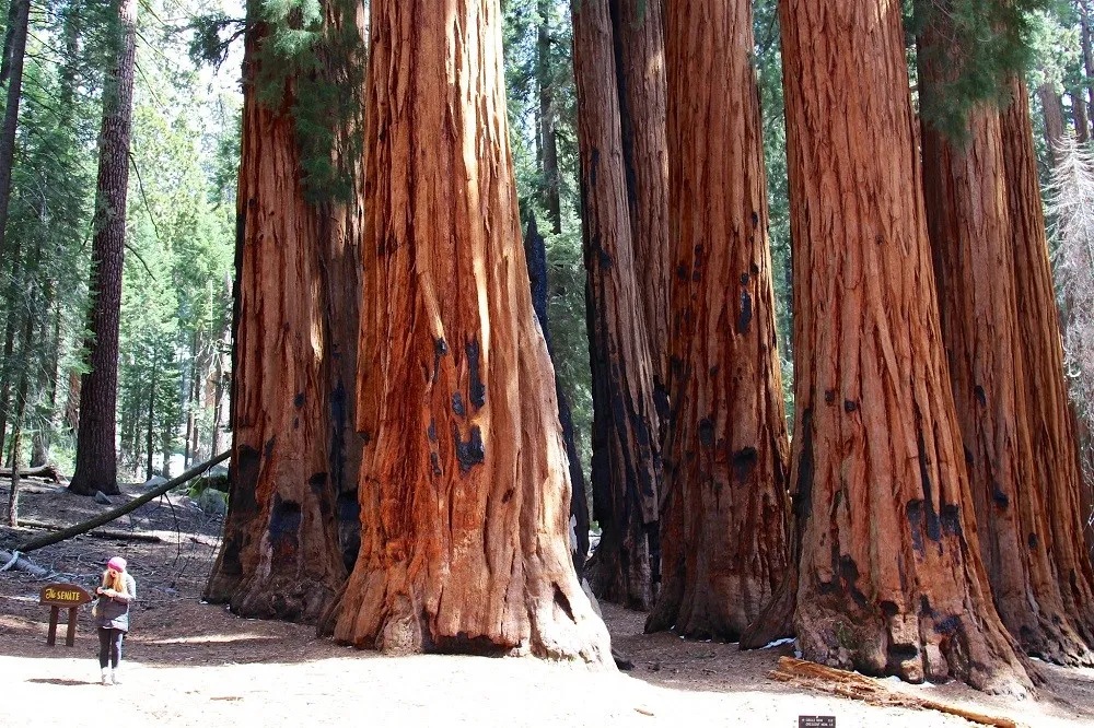 Congress Trail – Taman Nasional Sequoia