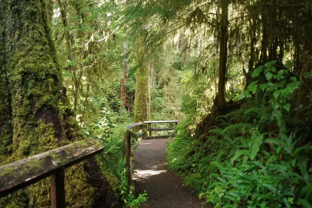 Spruce Nature Trail to Hoh River - Taman Nasional Washington Olympic