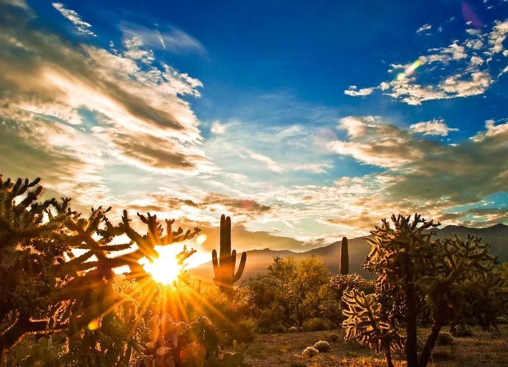 Taman Nasional Saguaro (Arizona)
